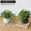 観葉植物 シュガーバイン マットホワイトポット マットブラックポット インテリア 開店祝い お祝い 新築祝い 卓上 小さい