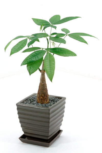 ѥڥߥ˴տʪۡڥåۡڤΤбۡڥåԥ̵ۡڥեȥ̵ۡۡڳڥ_Τۡڳڥ_åϡۤ󤷤󥫥󥿥ֿ͵Υѥ 쥤ƫݥåڴտʪۡڥåۡڥۡڥȥԥۡ2010__saleۡڳڥ_ۡڷϷ