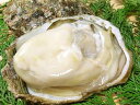 丹後の岩牡蠣「10個セット」