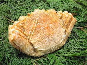 冷凍ボイル毛蟹「500gサイズ一尾」