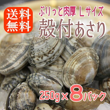 【ボイル殻付あさり】濃厚で美味しいボイルしてるから温めるだけ砂抜き済み250gx8パック(2kg分)250gずつのパックで使いやすくて保存に便利！アサリ/あさり/送料無料