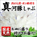 【国産の天然真フグのみ使用】＜天然まふぐしゃぶしゃぶ用約120g×2＞今だけ、ポン酢プレゼント！【冷凍便同梱可】