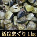 【業務用】<活きはまぐり(ハマグリ・蛤)1kg>お吸い物、酒...