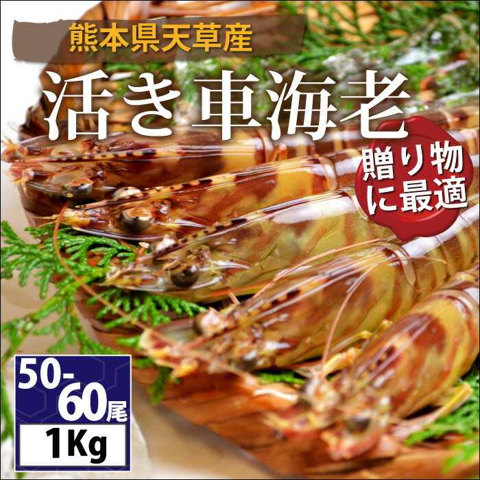 【送料無料】【熊本県天草産】活き車エビ1kg（50-60尾）（冷蔵便もしくは常温便）[メール便・代引...:sakanaya0128:10000084