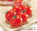 樹熟トマト 【清川屋のサマーギフト 山形県庄内産 完熟ミディトマト お取り寄せ夏野菜】