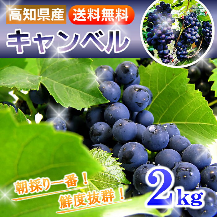 暑い夏には！懐かしのあのブドウ高知県産キャンベル　2kg入り(5〜8房)送料無料：8月頃より発送開始！鮮度抜群♪糖度と酸味が絶妙のコラボ！キャンベルアーリー 葡萄：ぶどう