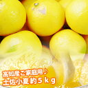 小夏!【送料無料】ご家庭用♪高知産 土佐小夏 約5kg 日向夏 ニューサマーオレンジ4月中頃より発送予定沖縄本土と北海道は別途送料 全国の離島は発送不可