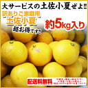 小夏!【送料無料】ご家庭用♪高知産:土佐小夏:約5kg♪ 日向夏・ニューサマーオレンジ!沖縄県と離島は配送不可!北海道へお届けの商品は1個あたり380円の送料が加算されます!