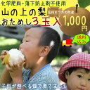 南信州 まつかわ町産 山の上の梨（南水梨)宮澤農園　梨おためし3玉　化学肥料・落下防止剤を使わず有機堆肥でじっくり育てましたお歳暮 お中元 なら サラダコスモ　ちこり村へ！自分の子供にも食べてさせたい！