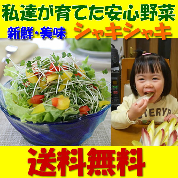 【送料無料】新鮮！産地直送！何度でもご注文頂けます●おためしスプラウト11品野菜セット【国産チコリ入り】【新鮮野菜生活のサラダコスモ】【お歳暮】【無農薬野菜】