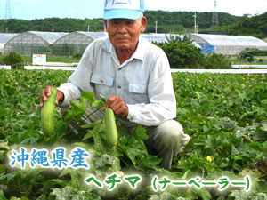 新鮮なヘチマ（ナーベラー）お届けします♪【沖縄県産　ヘチマ（2本）】〜みずみずしい沖縄の夏野菜〜