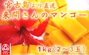 (3102)蔵≪今年も感動してください!1年間愛情を込めて育てた来間孝勇さんのマンゴー