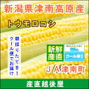 【朝採り 新鮮 トウモロコシ 送料無料】新潟県 JA津南町産...