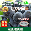 【フルーツ ぶどう ブドウ】山梨県 JAフルーツ山梨 組合長...