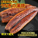 特大サイズ 1尾入り 1尾200グラム 鹿児島県 大隅産 国産 税込 送料無料 うなぎの蒲焼 