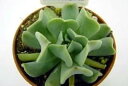 ショッピングエケベリア 多肉植物【トップシータービー】(多肉　植物　販売)　エケベリア属　日本ではトプシーツルビーという名前でも流通しています。寄せ植えに　グラプトベリア 7.5ポット
