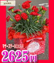 カーネーション鉢【レッド】【母の日ギフト】 花 ギフト フラワーギフト 誕生日 プレゼント 記念 セール 楽天 通販 女性 女友達 女性用 母 ランキング 母の日 %off 【楽ギフ_