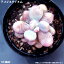 多肉植物【アメジスティヌム】【インテリア ミニグリーン観葉 】7.5cmポット10個セットと同時ご購入でお得送料無料