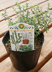 ハーブの苗販売　「10.5cmポット」【ハーブ】葉も香りも素敵ゴールデンレモンタイム/お庭の「夏」対策