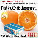 愛媛産　はれひめ　約5キロ　2L〜L（28玉〜43玉）　えひめ中央農協より直送！これは、みかん？　オレンジ？こんなに美味しいものを紹介しない訳にはいかない。