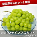 長野産 シャインマスカット400g以上2房種がなく皮ごと食べられ、皮が口にのこらないまさに、奇跡の葡萄です。