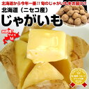 【送料無料】北海道(ニセコ産)じゃがいも