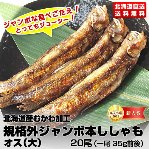 北海道産本場むかわ加工！規格外ジャンボ本ししゃもオス（大）20尾セットジャンボな食べごたえ！とってもジューシー！