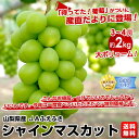 JAふえふき 富士見支所　山梨県産　シャインマスカット約2キロ（3房〜4房）3,980円・送料無料種無し・皮ごと食べられ、糖度は、20度越への甘〜い葡萄