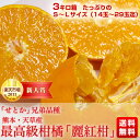 熊本・天草産　最高級柑橘「麗紅柑」3キロ　S〜Lサイズ（14玉〜29玉迄）⇒2,980円・送料無料！「せとか」兄弟品種　高級ブランド