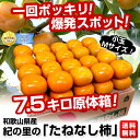 和歌山産　JA紀の里　たねなし柿　小玉　Mサイズ7.5キロ 40玉1回ポッキリ！爆発スポット！