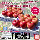 JA新ふくしま 陽光 約2.5キロ 秀品（7玉〜10玉）×2箱⇒2,980円・送料無料！産地直送品。日本リンゴの底力！収穫したての美味しい甘いリンゴをお届けします。