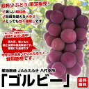 JAふえふき 八代支所 山梨県産　ゴルビー　大ボリューム 約1.5キロ（2房〜3房）超希少ぶどう　限定販売