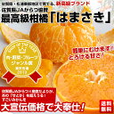 幻の美味！超高級柑橘 「はまさき」 2.5キロ箱⇒2,780円・送料無料！JAからつ協賛！びっくりの甘さ・旨さ！一度お安くします！買ってください。