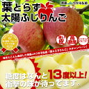 【送料無料】青森JAつがる弘前 糖度13度以上「葉