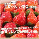 送料無料　栃木県より産地直送　渡辺さんちのTちゃんいちご（栃乙女）大盛り1.2キロ（不揃い28から42粒）　苺　いちご　イチゴ　ストロベリー　※クール便発送 ランキングお取り寄せ