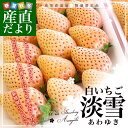 送料無料 熊本県より産地直送 熊本県玉名市 白いちご 淡雪(あわゆき) Lサイズ以上 約5
