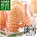 送料無料 熊本県より産地直送 熊本県玉名市 白いちご 淡雪(あわゆき) 約400g(9粒から1