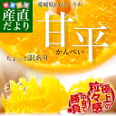 送料無料 愛媛県より産地直送 JAにしうわ 甘平(かんぺい) ちょっと訳あり Lか
