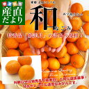 送料無料 愛媛県より産地直送 JAにしうわ 八協共選 西宇和みかん 和(なごみ) SからSSサイズ 約5キロ(60から80玉前後) 蜜柑 温州みかん