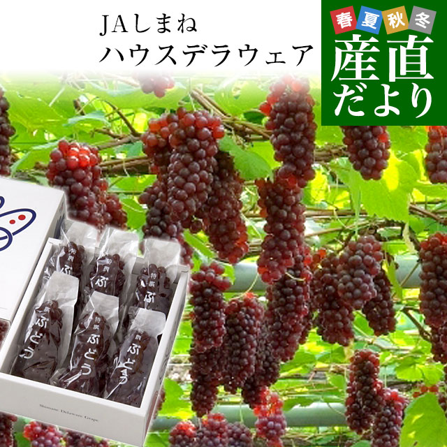 島根県より産地直送 JAしまね ハウスデラウェア 赤秀 Lから2Lサイズ　800g (5房から6房) 化粧箱入り ぶどう 葡萄 ブドウ 送料無料