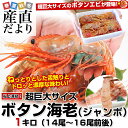 送料無料 北海道から発送 船上凍結ボタン海老 (ロシア産) 超巨大サイズ 約1キロ(14か