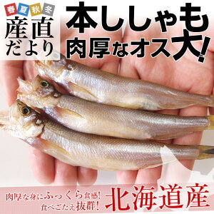 送料無料　北海道産　本ししゃも　肉厚なオス　30尾　約750g　柳葉魚　シシャモ