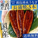 送料無料 鹿児島県志布志より産地直送 山田水産 霧島湧水うな...