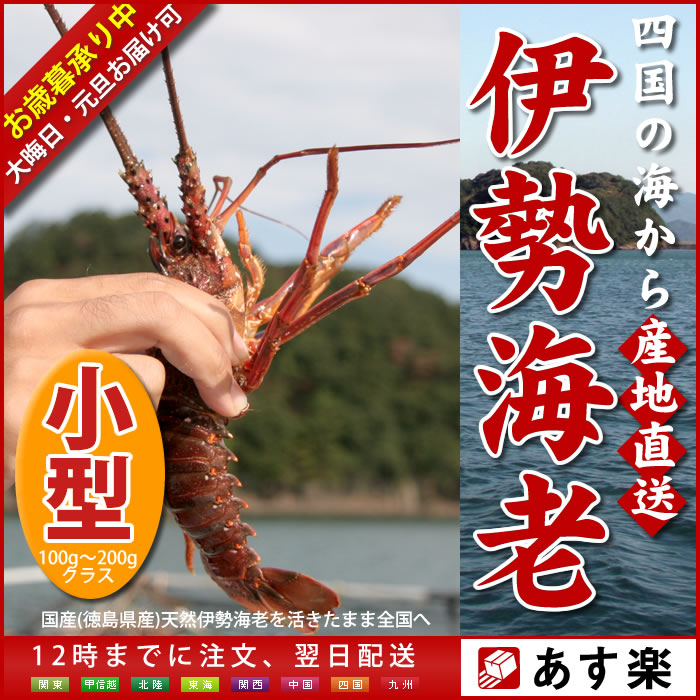 ≪活伊勢海老 100〜200g×1尾≫産地直送/伊勢海老 伊勢エビ 伊勢えび 風呂敷 エビ えび 海老 イセエビ いせえび 産地直送 長寿祝い 贈答 ギフト/ランキング 半額 ％OFFセール【楽ギフ_のし宛書】伊勢海老 伊勢エビ 伊勢えび 風呂敷 ％OFF 半額 エビ えび 海老 イセエビ いせえび 長寿祝い 贈答 産地直送 ランキング セール