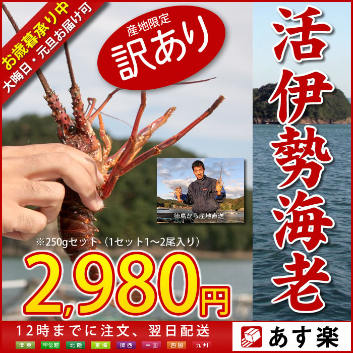 ≪訳あり 活伊勢海老 1〜2尾で250g≫産地直送/伊勢海老 伊勢エビ 伊勢えび 訳あり イセエビ エビ えび 海老 イセエビ いせえび ワケアリ わけあり 長寿祝い/ランキング 半額 ％OFFセール