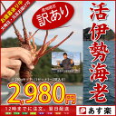 ≪訳あり 活伊勢海老 1〜2尾で250g≫産地直送/伊勢海老 伊勢エビ 伊勢えび 訳あり イセエビ エビ えび 海老 イセエビ いせえび ワケアリ わけあり 長寿祝い/ランキング 半額 ％OFFセール