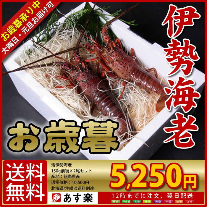 ≪活伊勢海老 お歳暮セット 2尾で300g≫産地直送 送料無料/伊勢海老 伊勢エビ 伊勢えび 送料無料 エビ えび 海老 イセエビ いせえび 長寿祝い 贈答/ランキング 半額 ％OFFセール