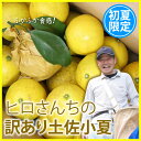 高知県産 訳あり 土佐小夏 たっぷり10kg 宅配便 送料無料★☆みかん好きにはたまらないワケアリお試しニューサマーオレンジ こなつ 高知県産日向夏を産地直送 ギフト 贈り物 訳ありグルメ【ポイント2倍】