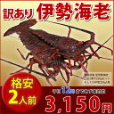 ★≪徳島県産 訳あり伊勢海老 2人前（1～2尾で250g）≫【あす楽12時】【楽ギフ_のし宛書】伊勢エビのさばき方DVD付 エビ えび 海老 イセエビ いせえび 刺身 ボイル 産地直送 訳ありグルメ お試し敬老の日 50％OFF以上【RCP】02P25sep13【ポイント2倍】