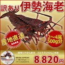 ≪徳島県産 訳あり 伊勢海老 500g分(2?4尾 数量指定不可)≫★【あす楽12時】サイズはおまかせ 伊勢エビのさばき方DVD付 エビ えび 海老 イセエビ いせえび 刺身 ボイル 産地直送 訳ありグルメ おせち ランキング1位【RCP】